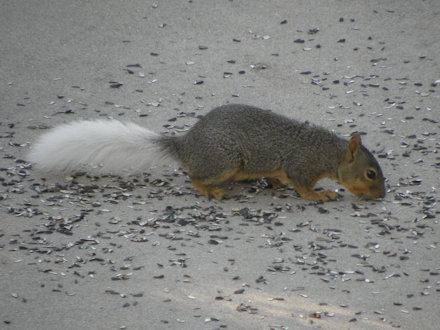 Squirrel - White Tail