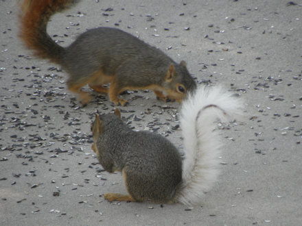 Squirrel - White Tail