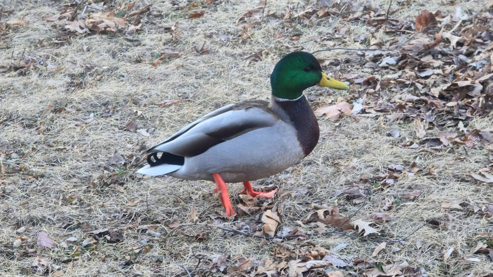 Duck Visitor. By Zack Campbell