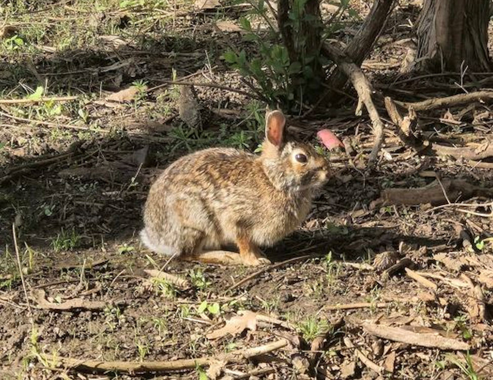 Rabbit at Constitution Trail. By Zack Campbell