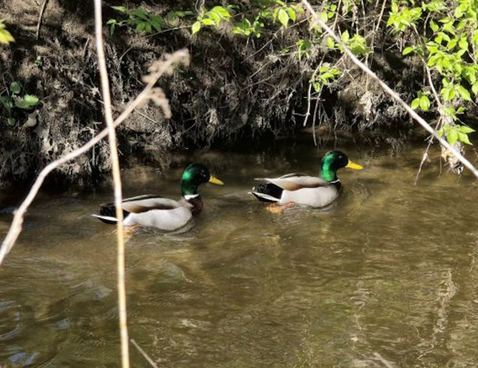 Ducks at Constitution Trail. By Zack Campbell