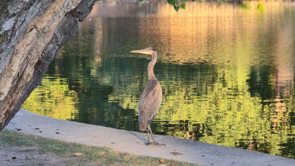 Heron at Miller Park. By Zack Campbell