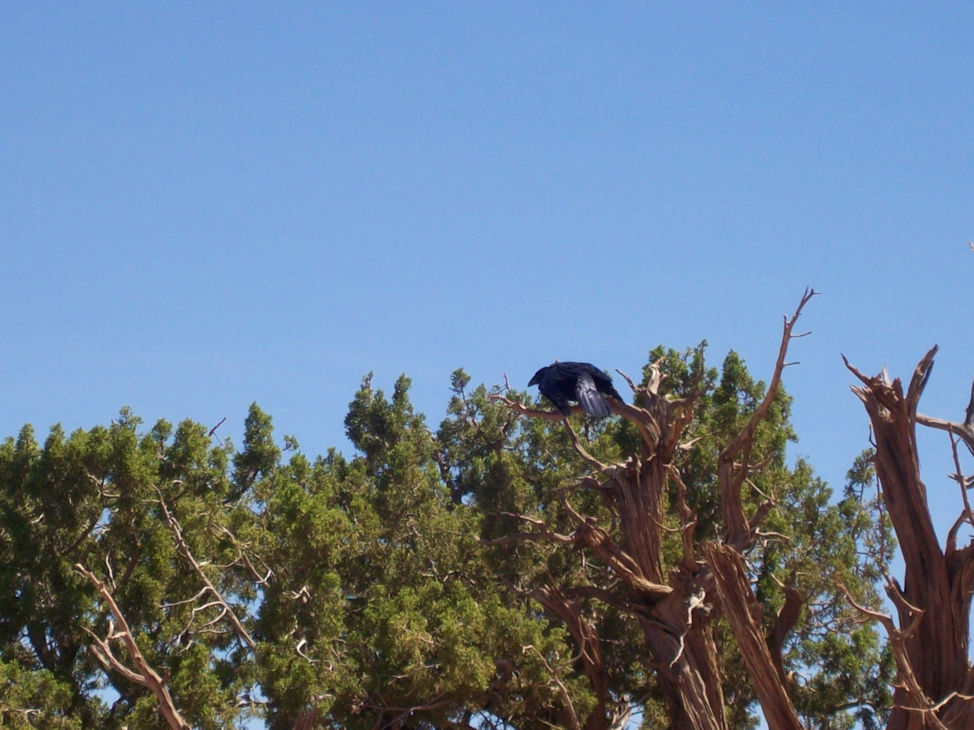 Grand Canyon Bird. By Zack Campbell