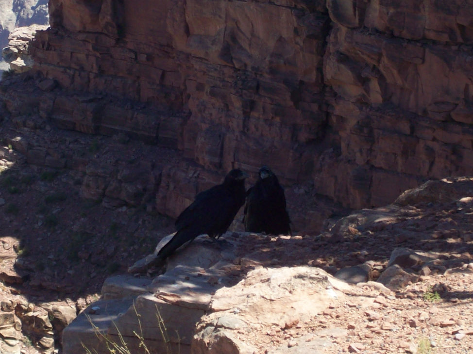 Grand Canyon Birds. By Zack Campbell