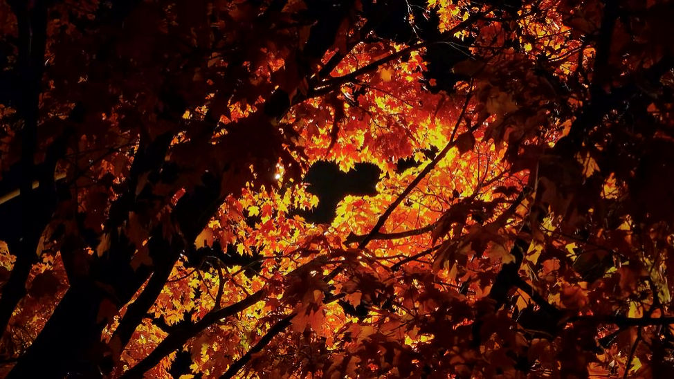 Fall Leaves VS. Street Light. By Zack Campbell