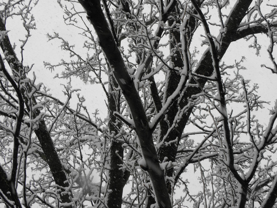 Winter's Tree. By Zack Campbell