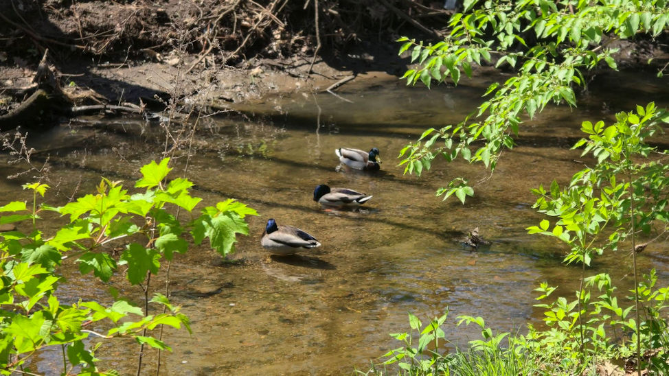 Ducks at Forrest Park. By Zack Campbell