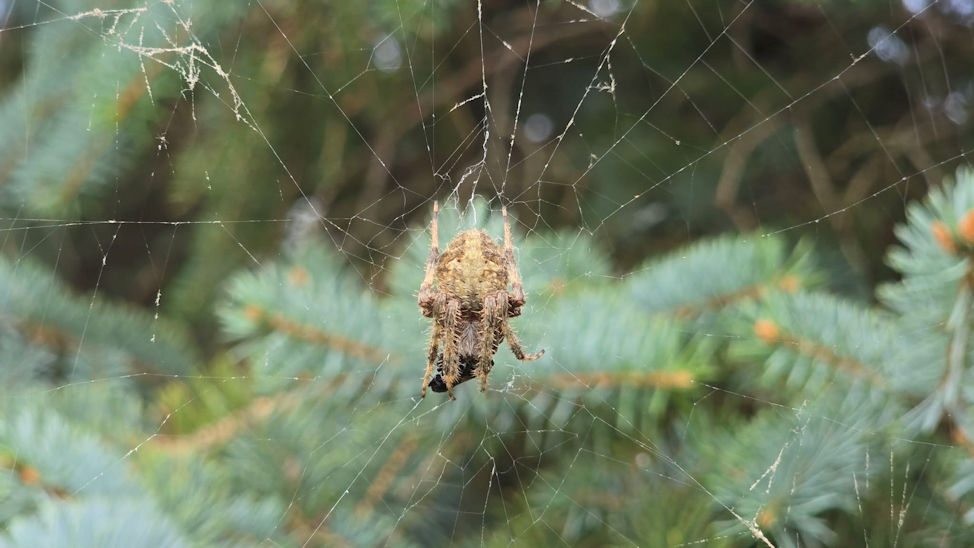 Spider Up Close! By Zack Campbell